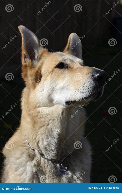 Blonde German Shepherd Dog Stock Image Image Of German 41239411