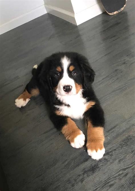 Are Bernese Mountain Dogs Good With Cats And Little Kids
