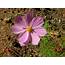 Pink Flower Of Cosmos  Nature Photo Gallery