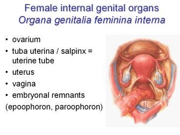 Ppt Female Internal Genital Organs Organa Genitalia Feminina Interna