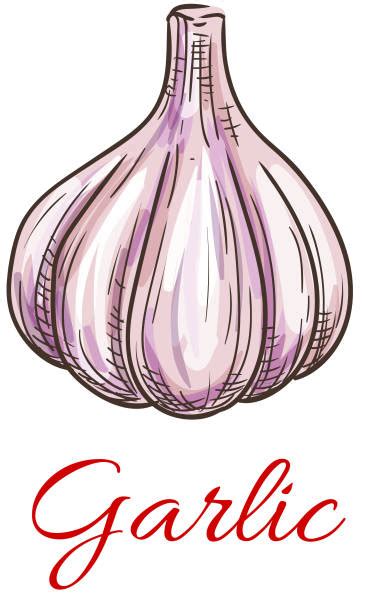 Best Garlic Clove Illustrations Royalty Free Vector Graphics And Clip