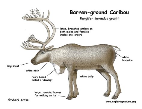 Caribou Barren Ground And Woodland