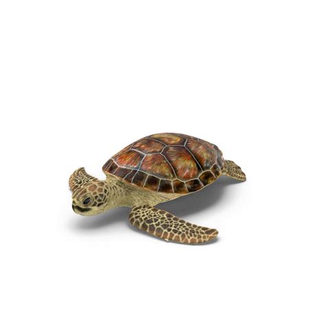 Turtle Png Images Transparent Free Download