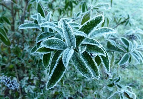 Frost Leaves Cold Free Photo On Pixabay