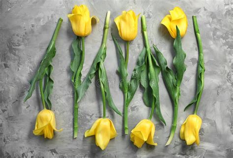 Beautiful Tulips On Grey Background Flat Lay Stock Image Image Of