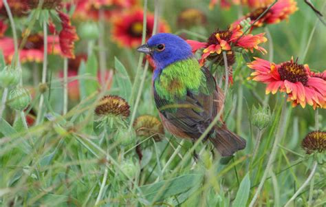Bird Friendly Communities Audubon South Carolina