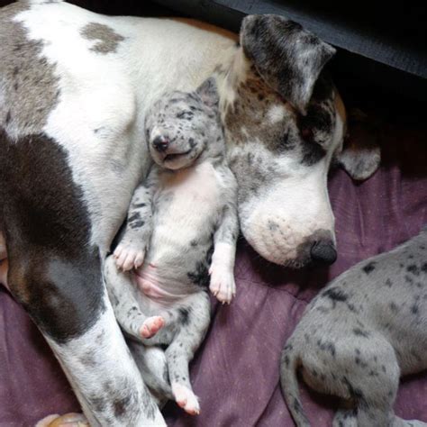 Make sure you have plenty of room for this pup the majestic great dane is known as a gentle giant and is sometimes called the king of dogs. they are an extremely large breed with strength and elegance. Great Dane Puppy Pictures: Because We Can