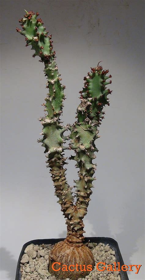 Also, make sure your plant is located in the ideal spot—they like humidity, temps from 70 to 80°f. Monadenium magnificum Cactus Gallery | Flora flowers ...