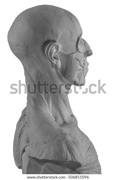 Plaster Statue Naked Anatomical Human Figure Stock Photo Shutterstock