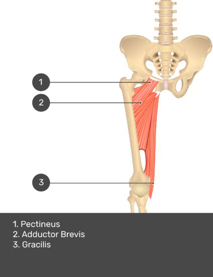 Pectineus Muscle Origin Insertion Actions Innervation Getbodysmart