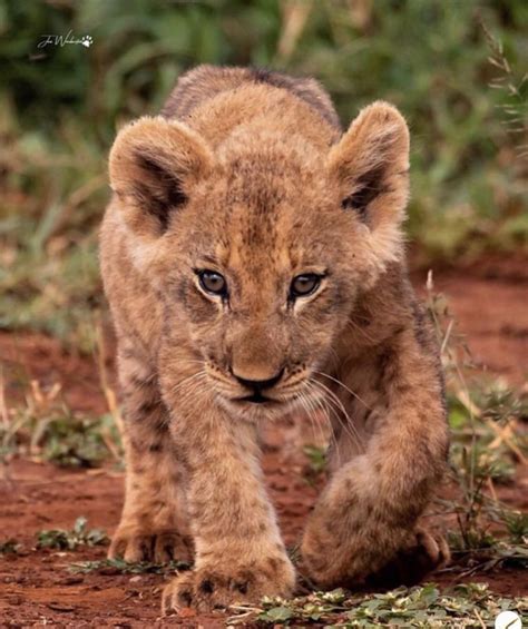 Little Lion Cub Who Still Has Its Spots Hardcoreaww