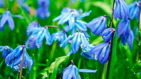 Spring Bluebells Wallpapers Wallpaper Cave