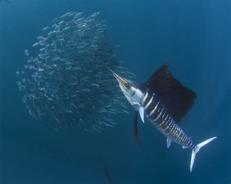 Isla Mujeres Sailfish 2012 Blue Sphere Media Trips Trip Reports And