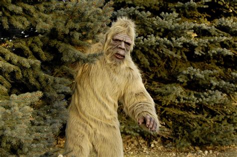 Bigfoot In Maine Heres 14 Times Sasquatch Was Sighted