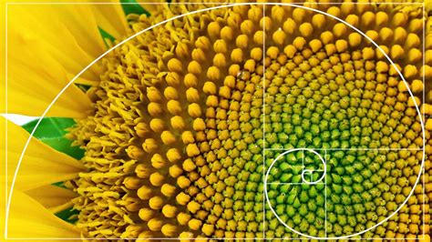 Fibonacci Sequence Nature