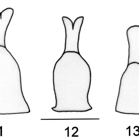 Schematic Diagram Of The Ninth Sternite In Ventral View Of 10