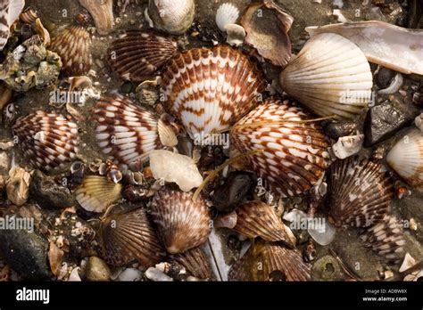Rich And Varied Shell Fauna On The Beaches Of San Ignacio Lagoon West