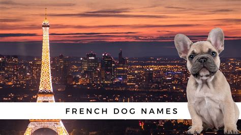 350 French Dog Names And Their Meanings