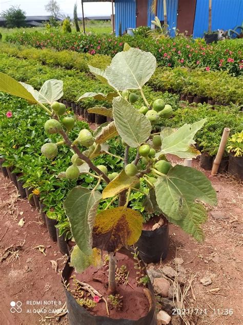 Fig Plant Wholesale Price And Mandi Rate For Fig Plant In India