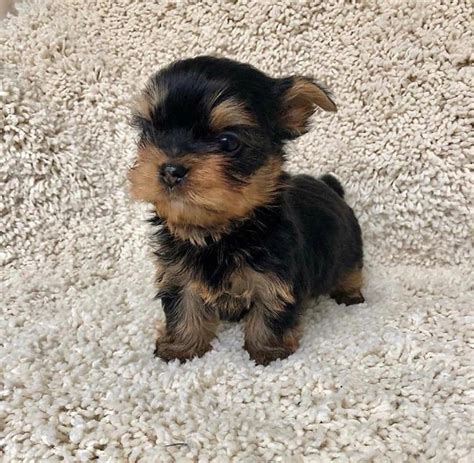 Teacup Yorkies For Sale In Usa Yorkie Puppy Yorkie Puppy For Sale