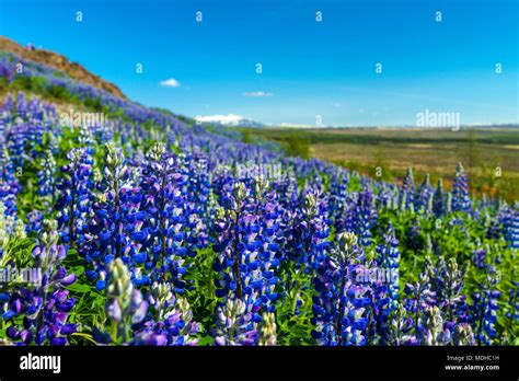 Lupins In Bloom On Hillside Geysir Iceland Stock Photo Alamy