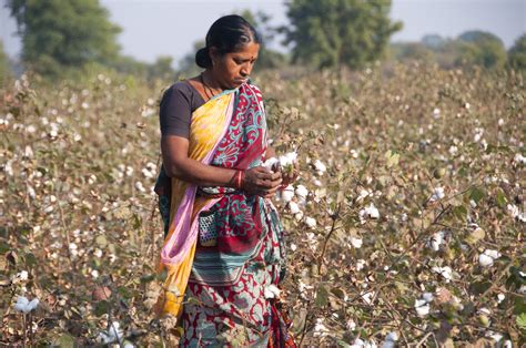 Thriving Cotton Textile Industry In India