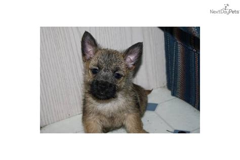 Meet Rambo A Cute Cairn Terrier Puppy For Sale For 350 Red Brindle