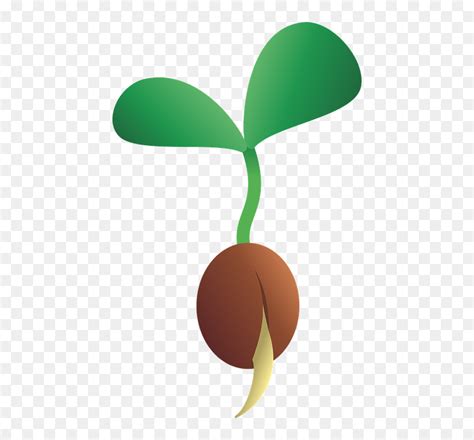 Thumb Image Clipart Seeds Cartoon HD Png Download Vhv