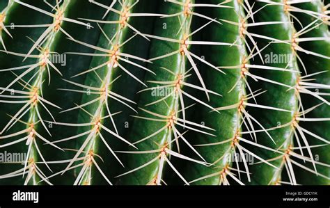 Golden Barrel Cactus Stock Photo Alamy