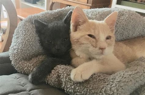 Kitten Becomes Sister To Another Rescued Kitten And Helps Him Heal