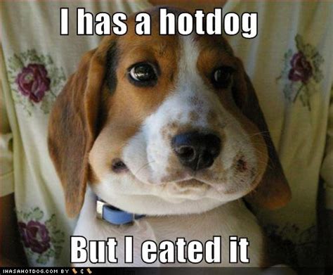 Fat Funny Quotes Dogs Quotesgram