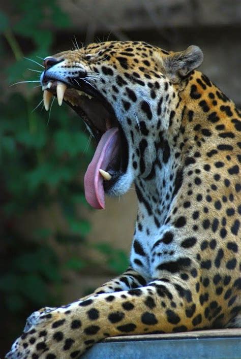 10 Of The Worlds Most Famous Zoos Animals Wild Cats Jaguar Animal