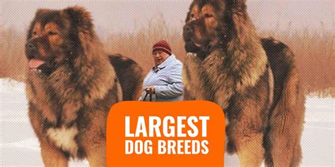 Whats The Biggest Breed Of Dog