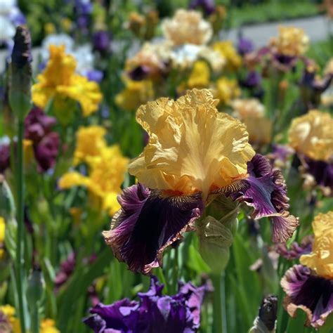 Bearded Irises In Bloom New York Botanical Garden