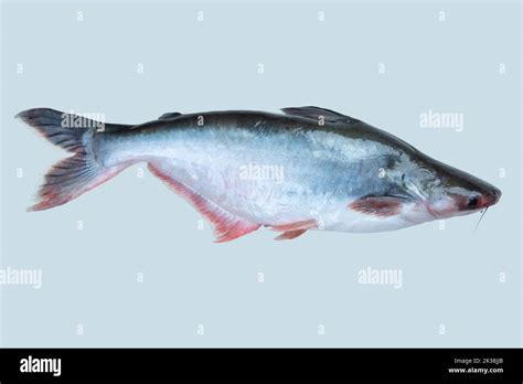 Pangasius Pangas Catfish Fresh Water Fish Stock Photo Alamy