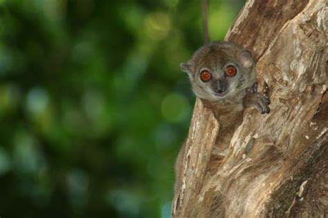 Northern Sportive Lemur Endangered Wildlife