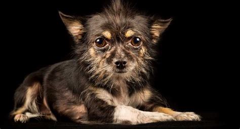 Chihuahua Terrier Mix What To Expect From This Unusual Mix Breed Dog