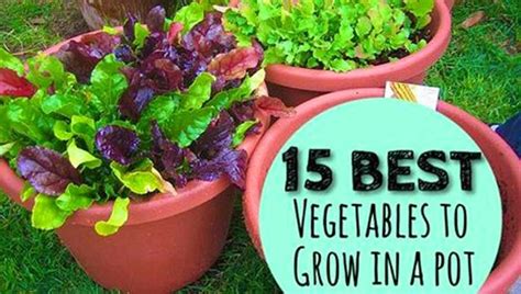 Endoriot Container Gardening 15 Best Vegetables That Grow