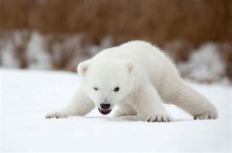 Adorable Baby Polar Bear Photography Fubiz Media