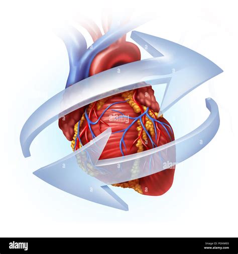 La Función Del Corazón Humano Y La Circulación Cardiovascular Concepto