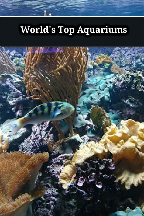 The 5 Best Aquariums In The World Mind Guild Posts In 2020 Animal