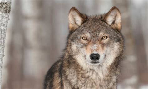 How Grey Wolves Survived Ice Age Extinction
