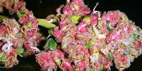 Pink Cannabis Is A Real Thing And Its Gorgeous Herb