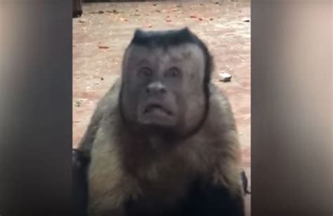 Monkey With Human Like Face Becomes Internet Sensation China News