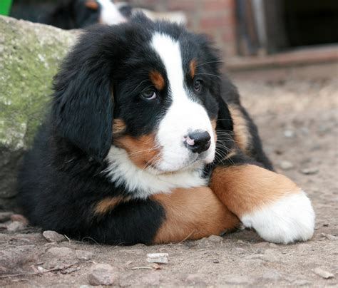 Free Images Puppy Vertebrate Dog Breed Bernese Mountain Dog