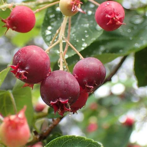 Seeds for Chuckleberry | Amelanchier canadensis | Amkha Seed