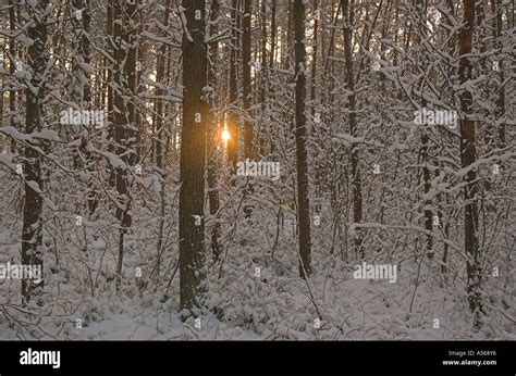 Setting Sun Shines Through The Trees Of Snow Covered Woods Stock Photo