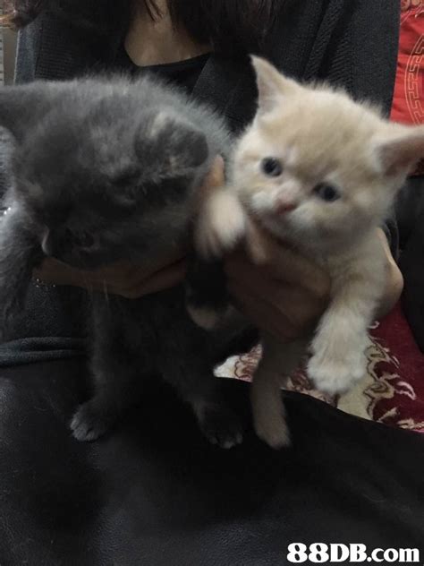 2,246 likes · 36 talking about this. 英國短毛貓 - 已售领养的英短猫 纯种英国短毛猫 纯金色两个半月 - 香港寵物資訊 - 88DB服務平台