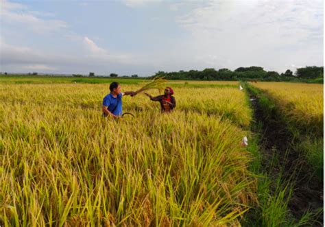 The two major rice growing areas are muda agriculture development authority (mada) and kemubu agriculture development authority (kada). A Chinese expert helps increase rice production in ...