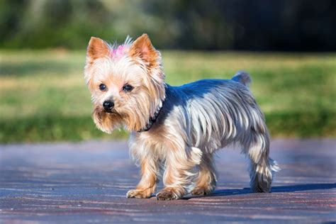 How Much Do Yorkies Cost Yorkshire Terrier Costs Explained